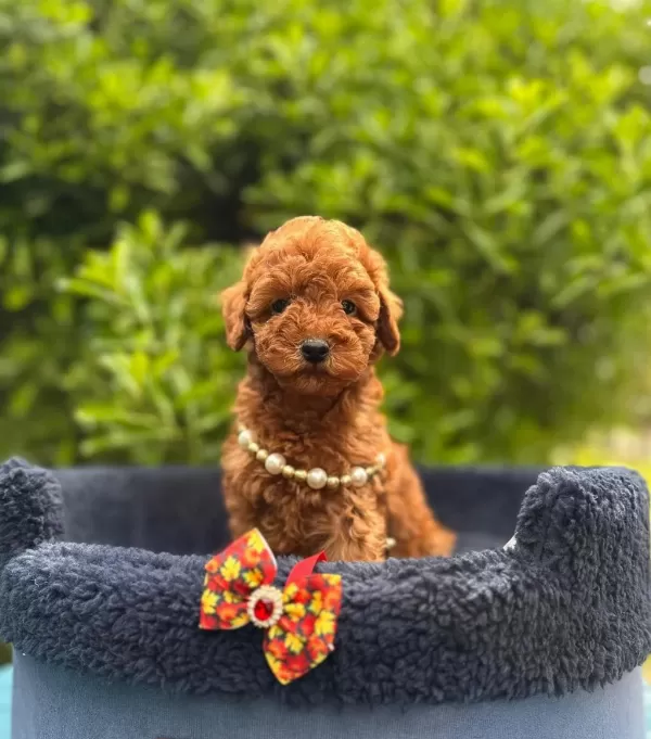 Safkan Toy Poodle Yavrularımız