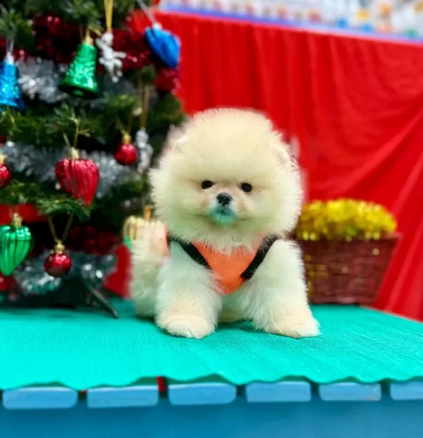 Safkan Pomeranian Boo Yavrularımız