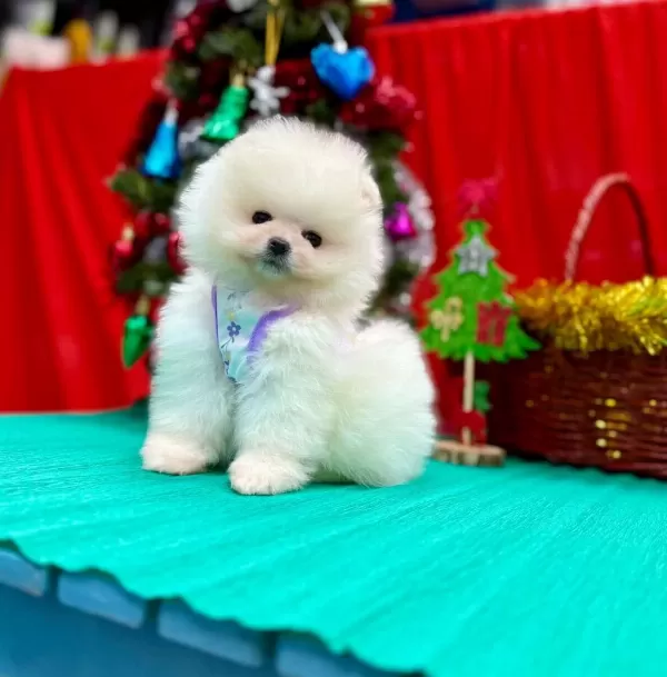 Safkan Pomeranian Boo Yavrularımız