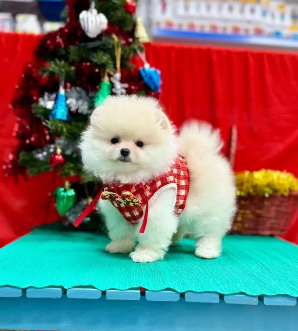 Safkan Pomeranian Boo Yavrularımız