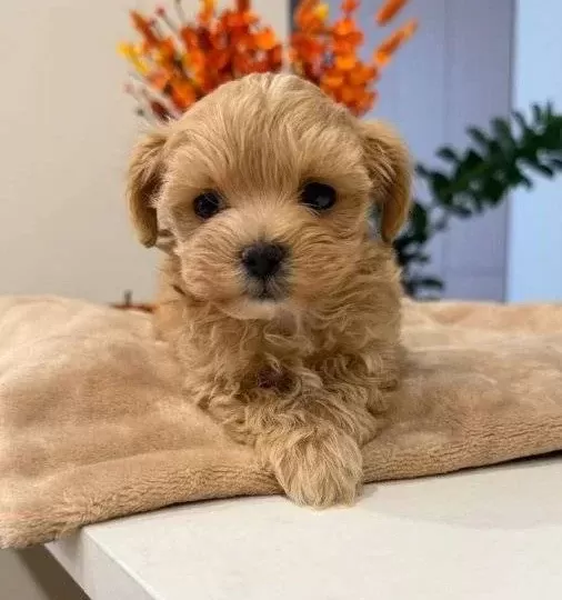 Kahve Tonlu Malti Poo Ci Nsi Yavrular