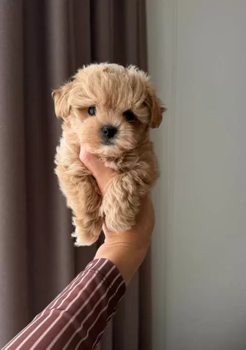 Kahve Tonlu Malti Poo Ci Nsi Yavrular