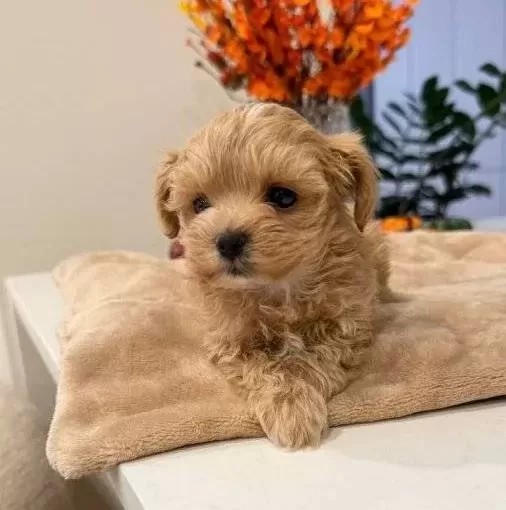 Kahve Tonlu Malti Poo Ci Nsi Yavrular