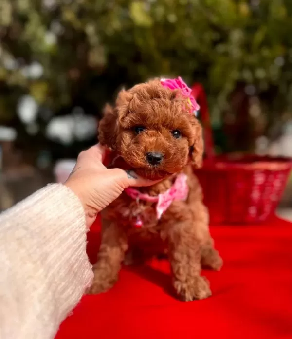 Safkan Toy Poodle Bebekler