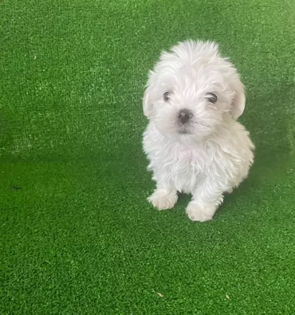 Minik Bebekler