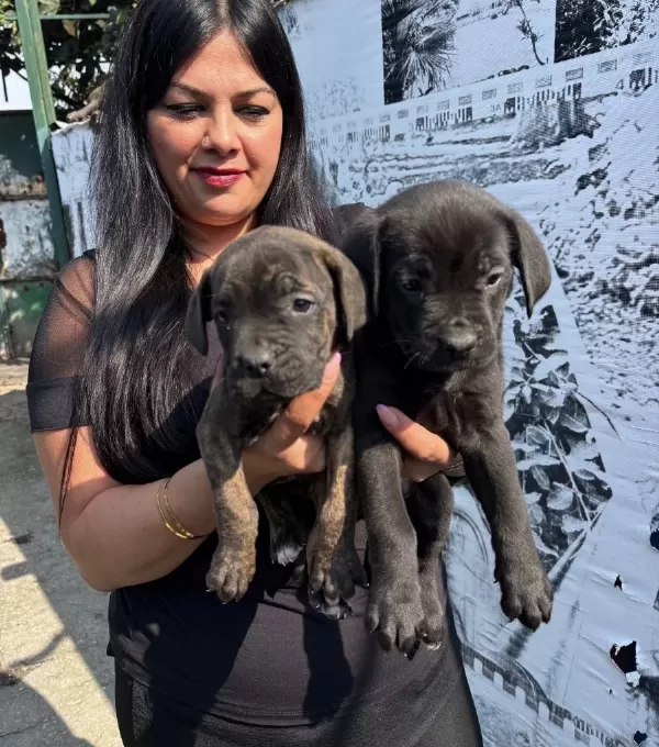Safkan Irk Garantili Canecorso Yavrularım