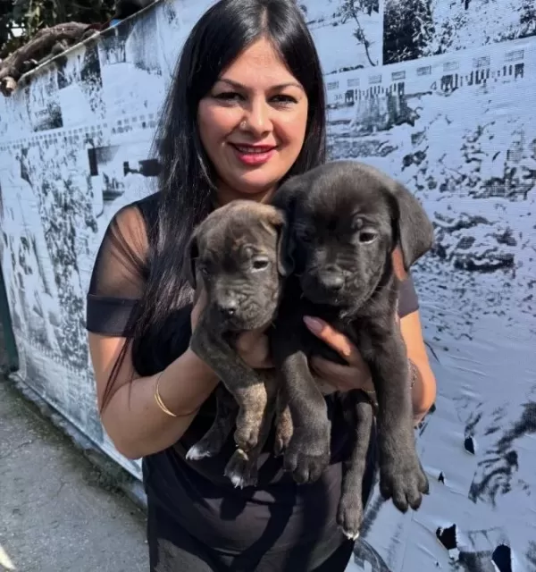 Safkan Irk Garantili Canecorso Yavrularım