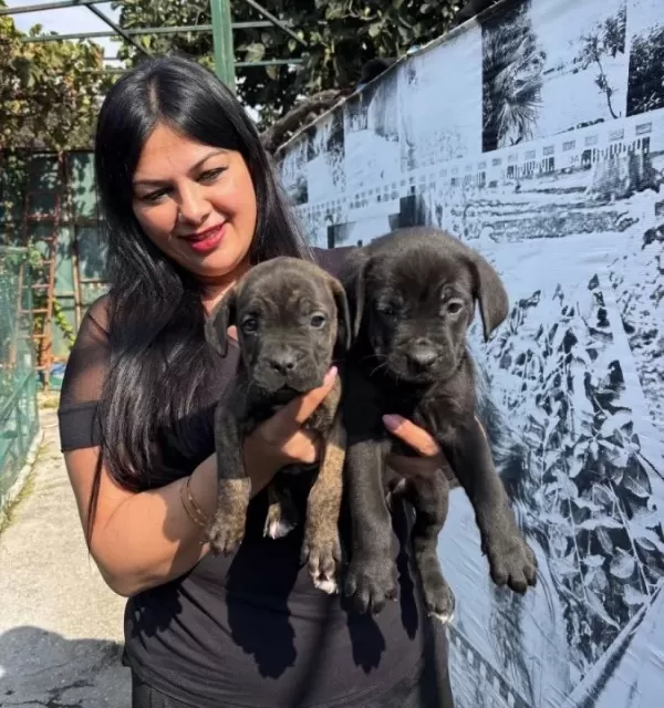 Safkan Irk Garantili Canecorso Yavrularım