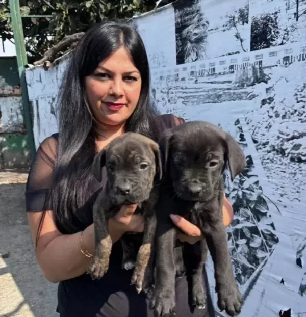 Safkan Irk Garantili Canecorso Yavrularım