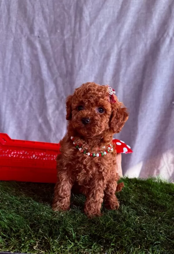 Sevimli Toy Poodle Yavrularımız