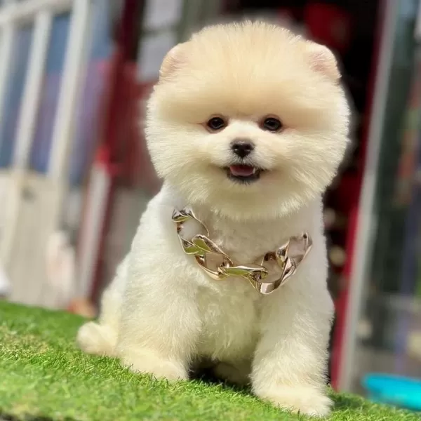 Sevimli Pomeranian Boo Yavrularımız