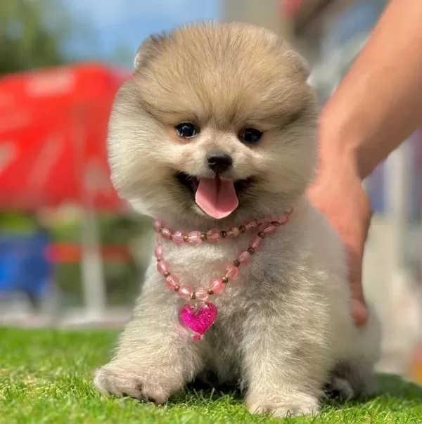 Sevimli Pomeranian Boo Yavrularımız