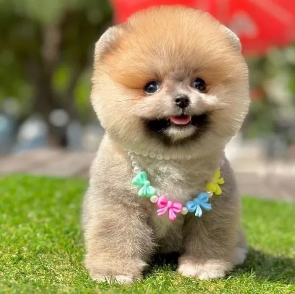 Sevimli Pomeranian Boo Yavrularımız
