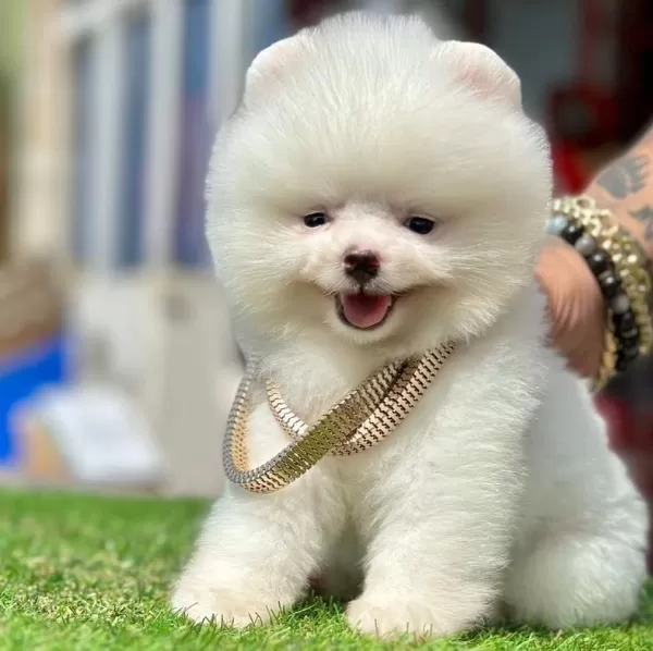 Sevimli Pomeranian Boo Yavrularımız