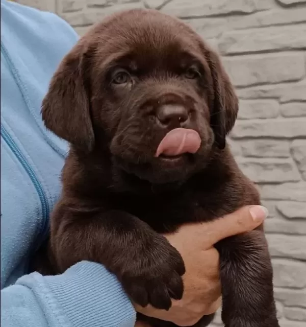 Labrador Retriever Yavruları Sizleri Bekliyor