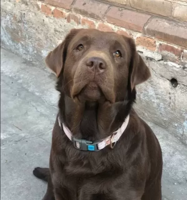 Labrador Retriever Yavruları Sizleri Bekliyor