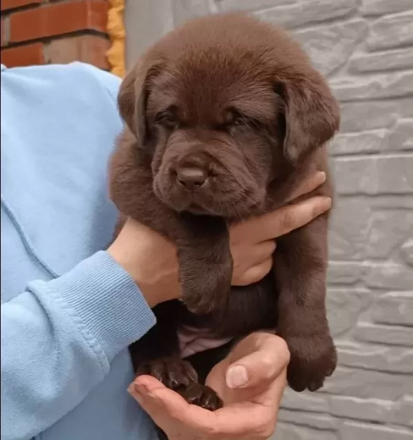 Labrador Retriever Yavruları Sizleri Bekliyor