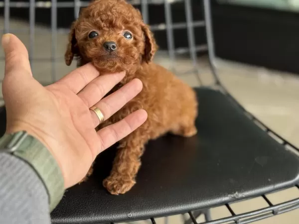 Petmode Köpek Çiftliğinden Tea Cup Poodle