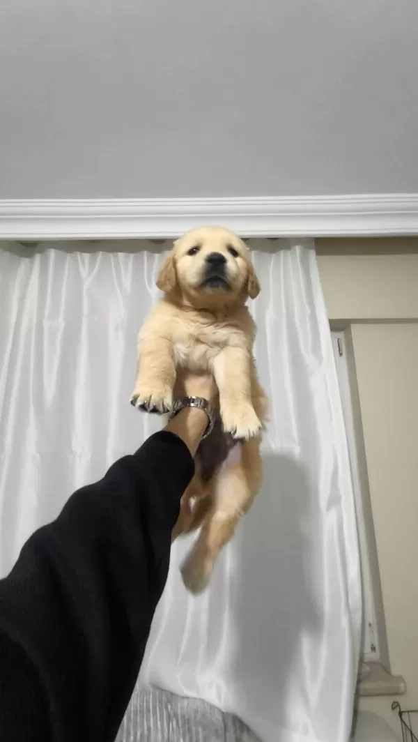 43 Günlük Golden Retriever
