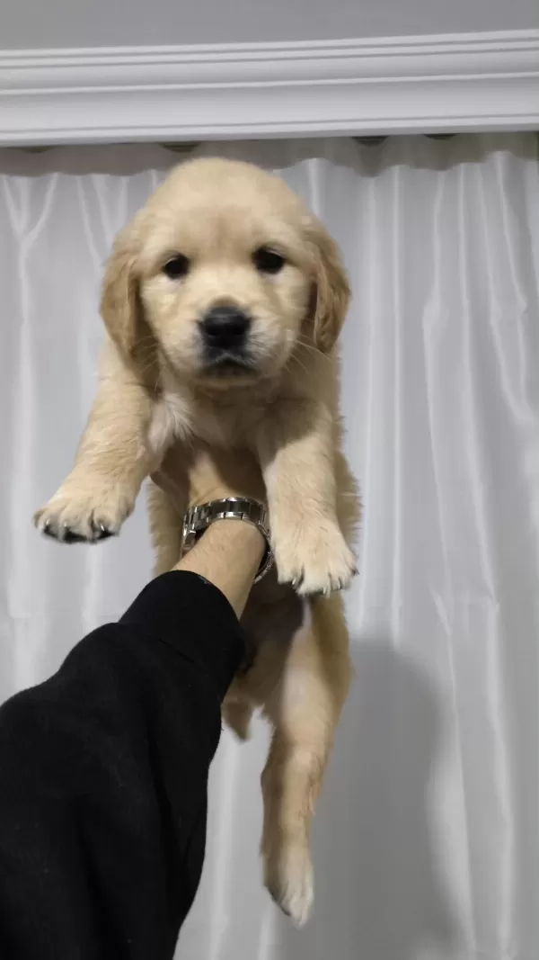 43 Günlük Golden Retriever