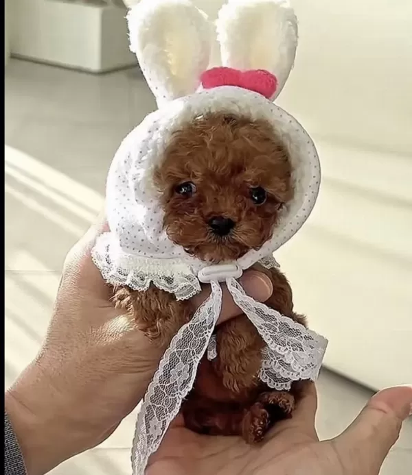 Toy Poodle Köpeğimiz
