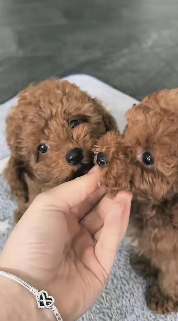 Harika Toy Poodle Bakimli
