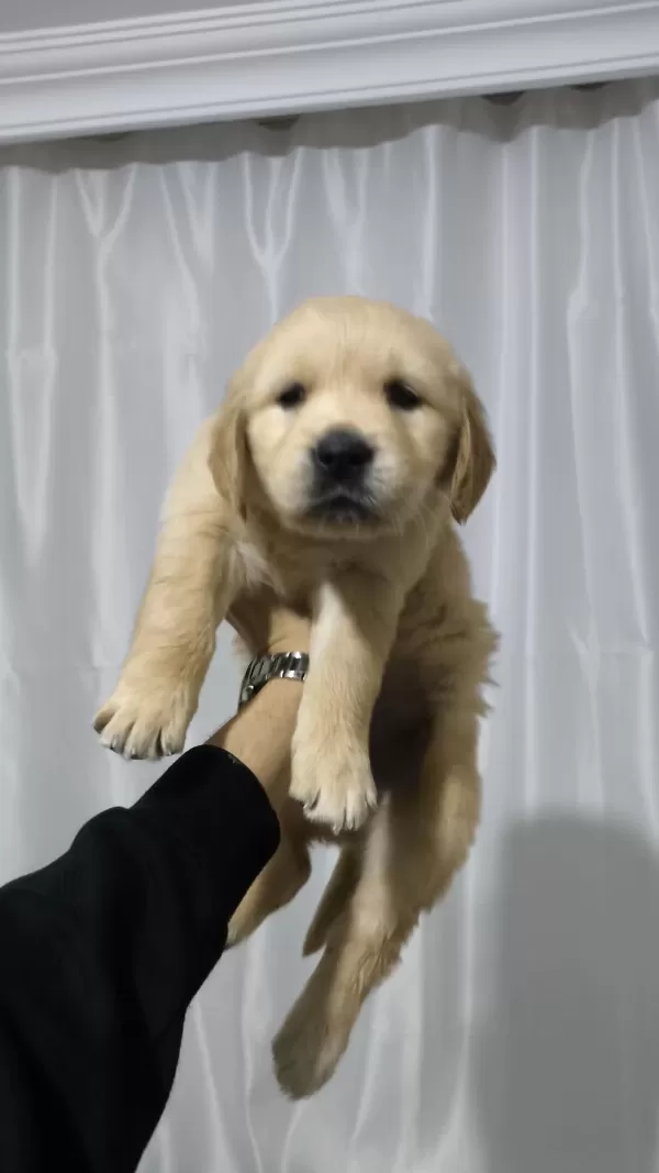 Golden Retriever Yavrum