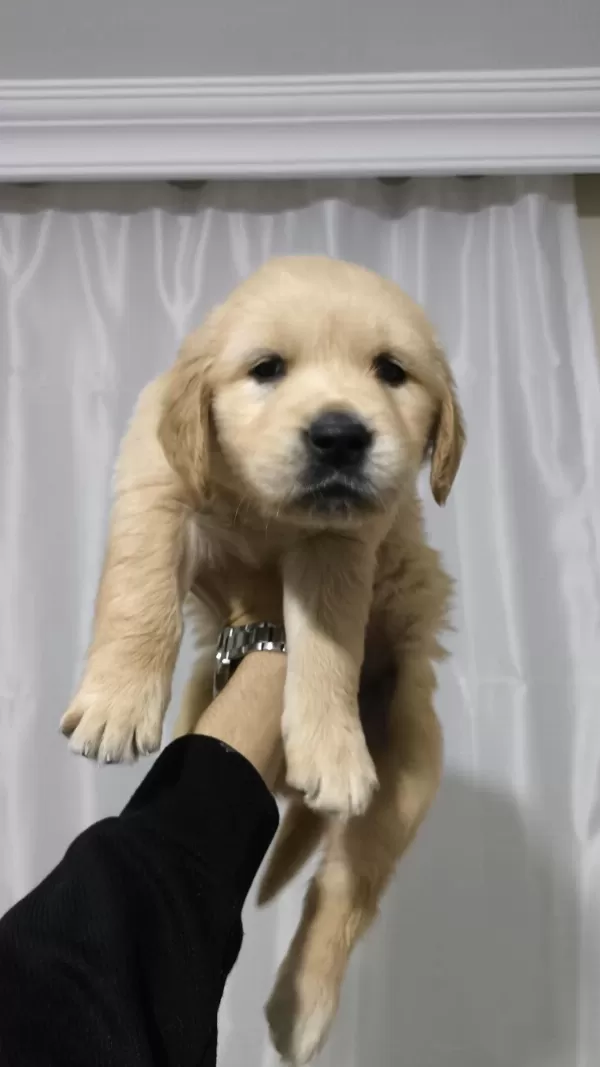 Golden Retriever Yavrum