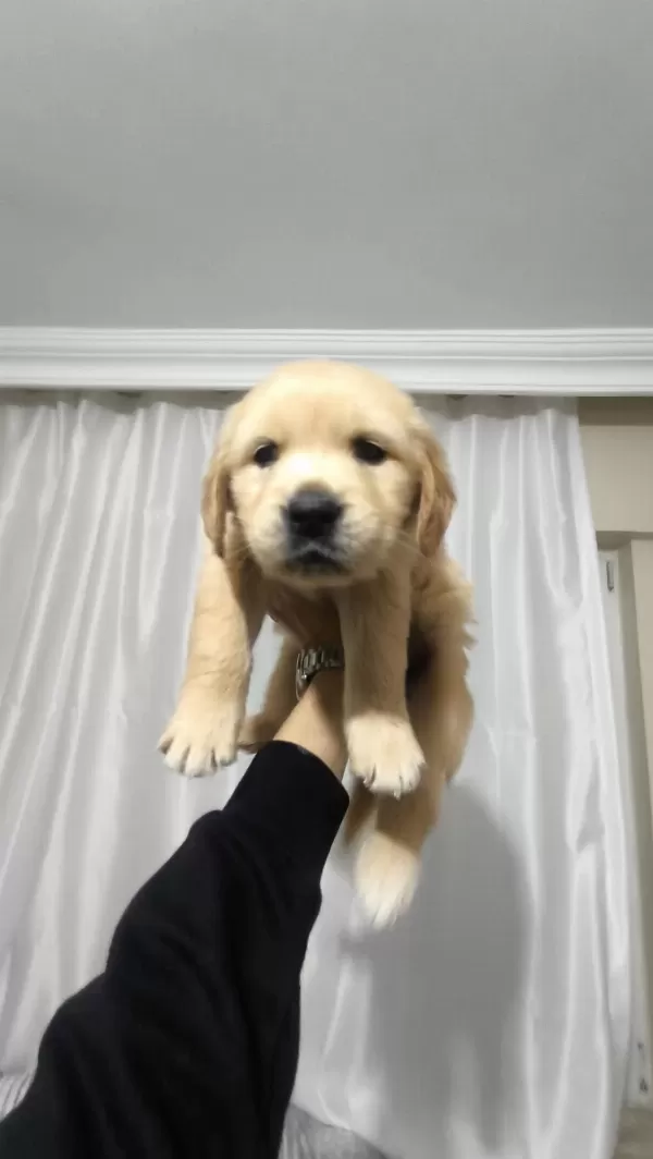 Golden Retriever Yavrum