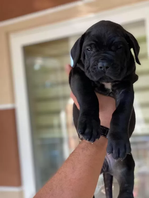 Üst Kalite Cane Corso Yavrularımız