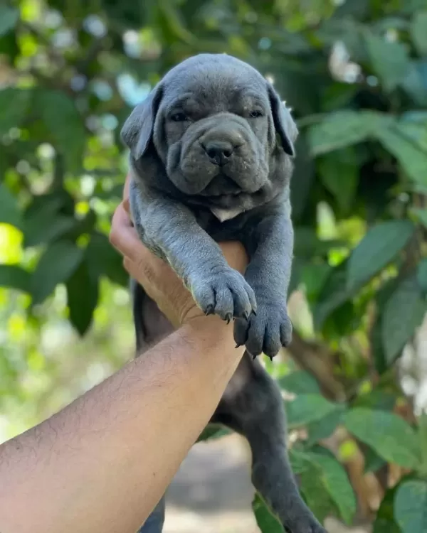 Üst Kalite Cane Corso Yavrularımız