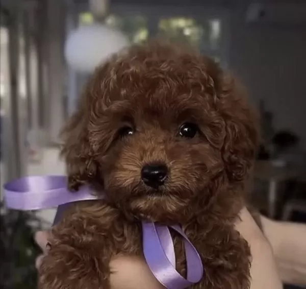 Toy Poodle Yavrumuz İçin Ulaşin