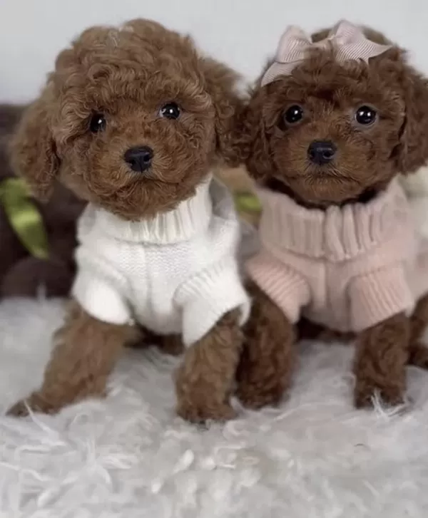 Harika Toy Poodle Köpeği