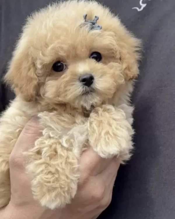 Köpeğimiz Toy Poodle