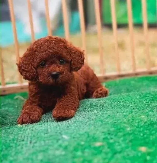 A Kali̇te Poodle Yavrular