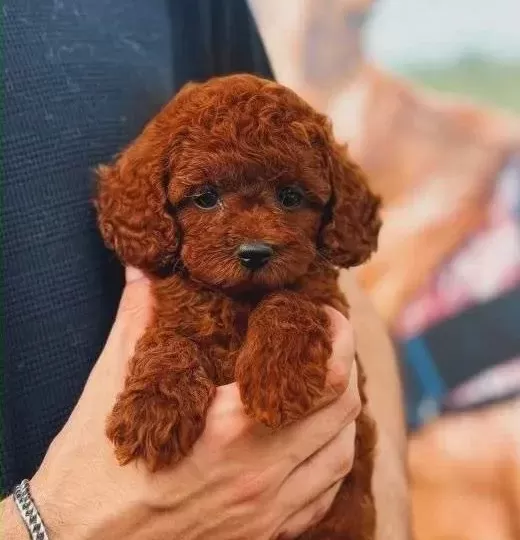 A Kali̇te Poodle Yavrular