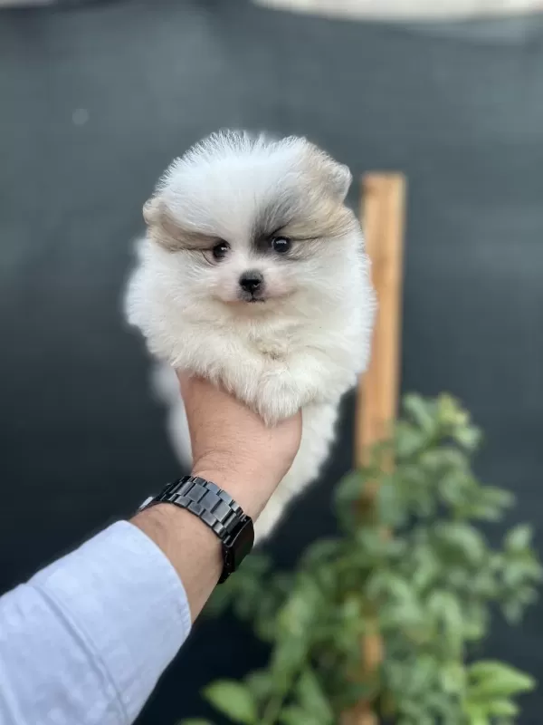 Sağlık Ve İrk Garantili Pomeranian Yavrumuz