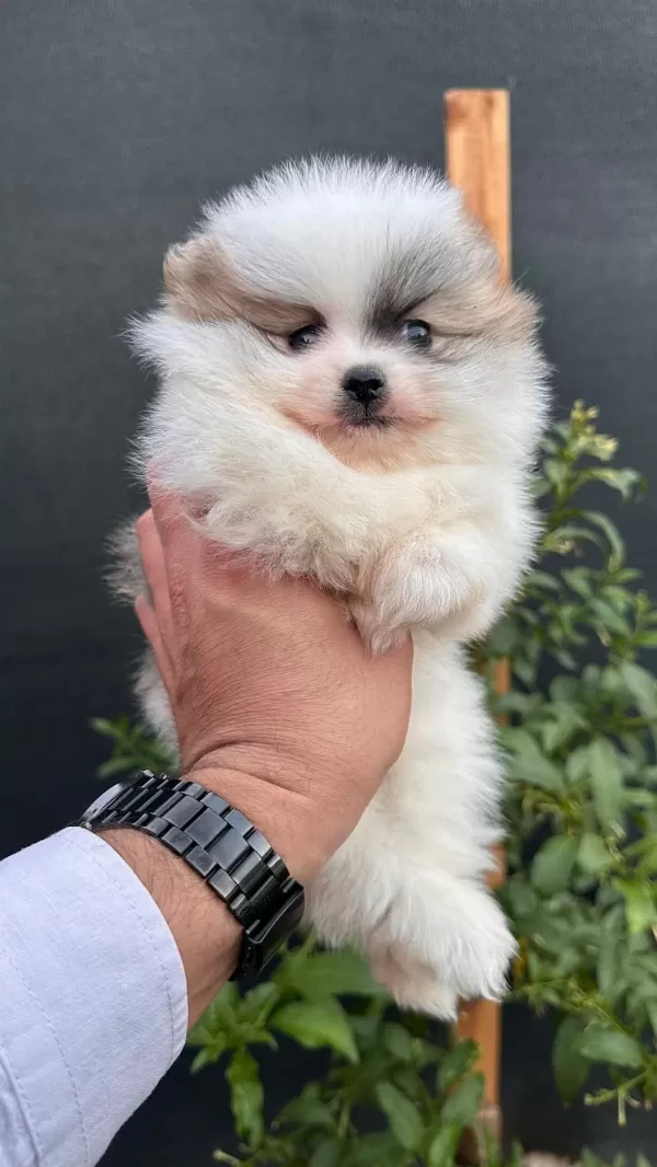 Sağlık Ve İrk Garantili Pomeranian Yavrumuz