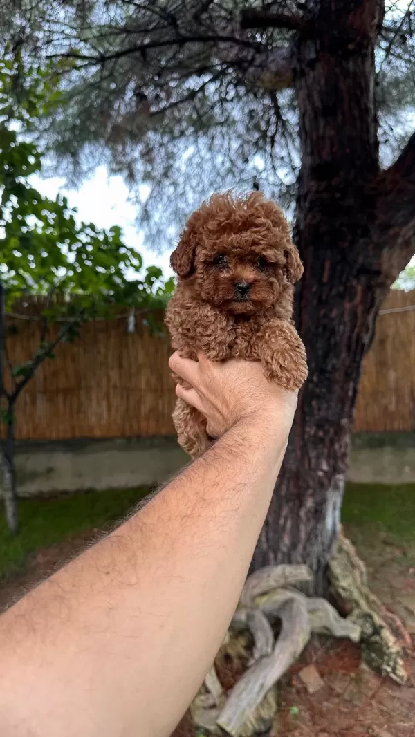 Sağlık Ve İrk Garantili Toy Poodle Yavrularımız