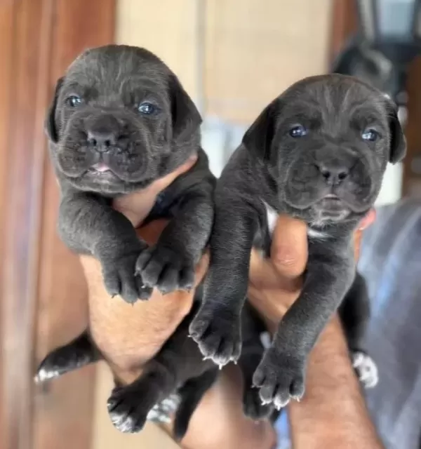 Blue Mavi Gözlü Cane Corso Yavrularım