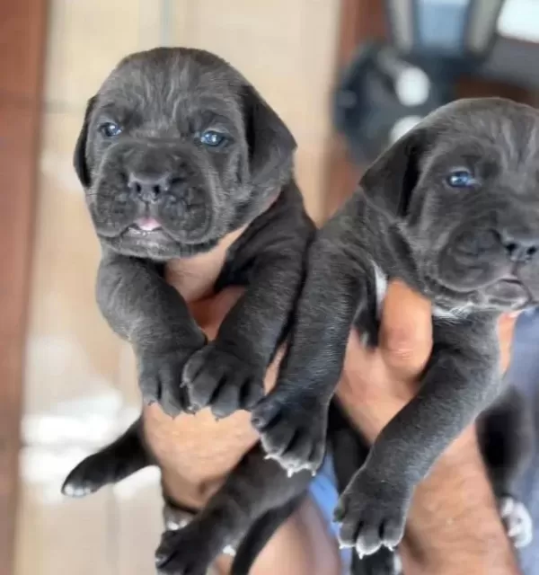 Blue Mavi Gözlü Cane Corso Yavrularım
