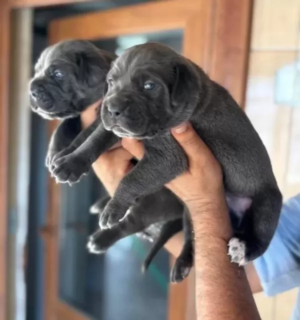Blue Mavi Gözlü Cane Corso Yavrularım
