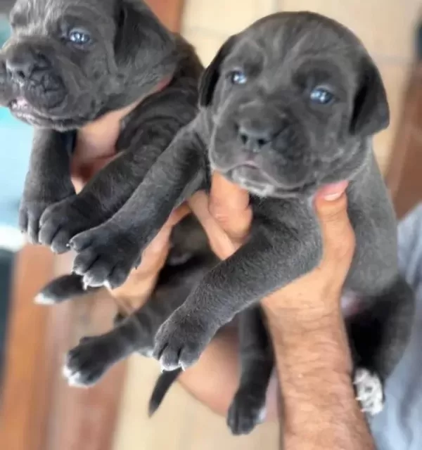 Blue Mavi Gözlü Cane Corso Yavrularım