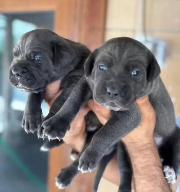 Blue Mavi Gözlü Cane Corso Yavrularım