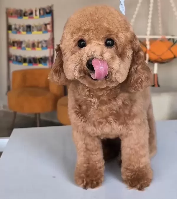 Eş İlanı Köpeğimiz İçin