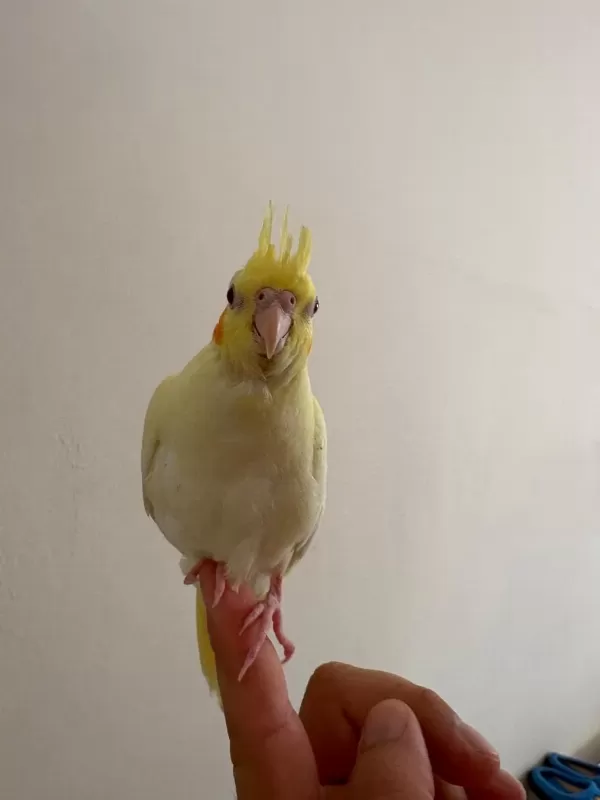 Harika Sultan Papağanımız