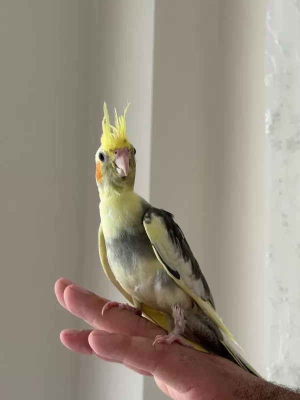 Harika Sultan Papağanımız