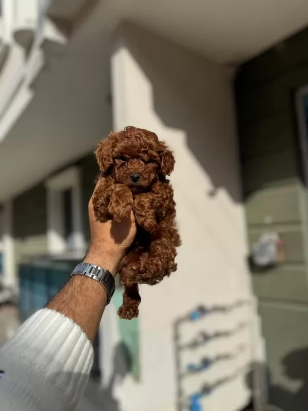 Sağlıklı Sevimli Toy Poodle