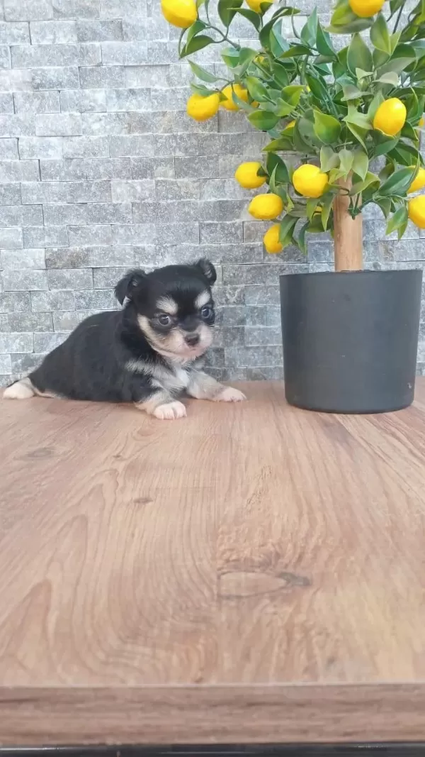 Chihuahua Blaktan Longrahir Nirvana Bebeklerim