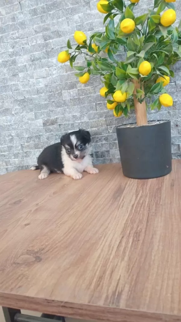 Chihuahua Blaktan Longrahir Nirvana Bebeklerim